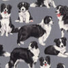 Border Collies