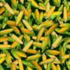 FRESH - Corn
